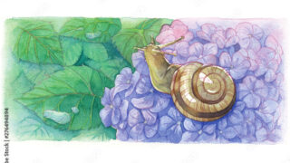 水彩イラストカレンダー 6月 紫陽花とかたつむり Hayasi Tarou Illustration